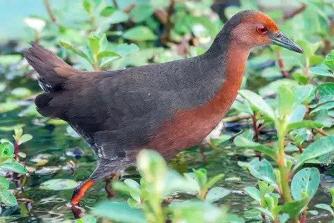 Ruddy-breasted Crake