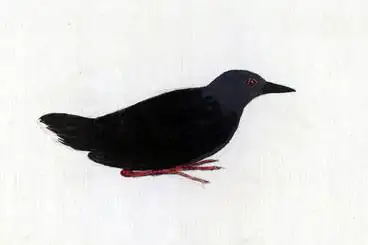 Tahiti Crake