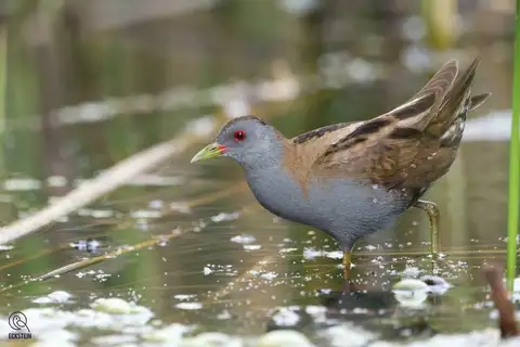 Little Crake