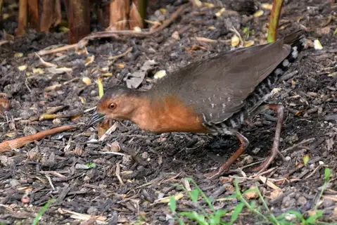 Band-bellied Crake