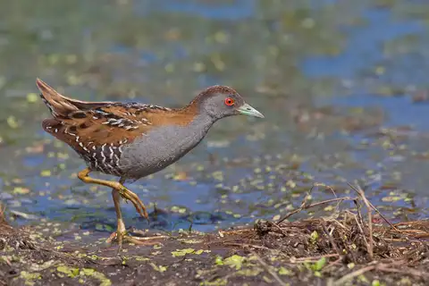 Baillon's Crake