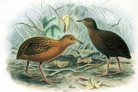 Hawaiian Rail