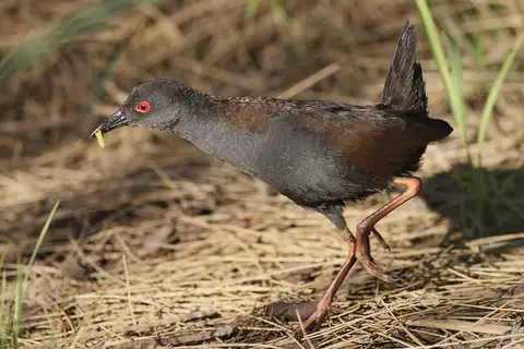 Spotless Crake