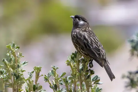 White-cheeked Cotinga