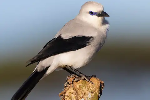 Ethiopian Bushcrow