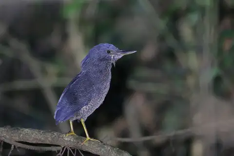 Zigzag Heron