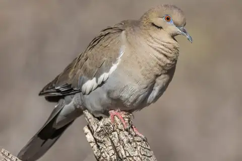 White-winged Dove