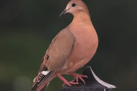 Zenaida Dove