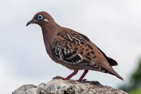 Galapagos Dove