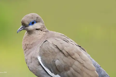 West Peruvian Dove