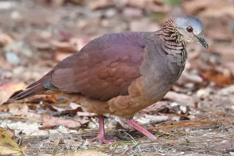 White-faced Quail-Dove