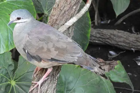 Tuxtla Quail-Dove