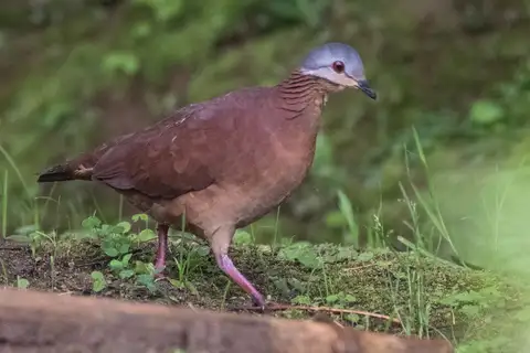 Chiriqui Quail-Dove