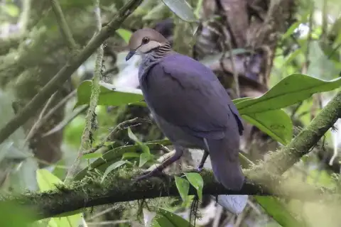 Russet-crowned Quail-Dove