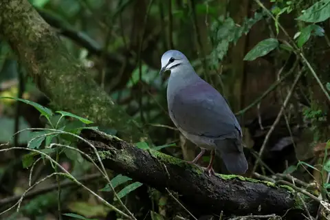 Purplish-backed Quail-Dove