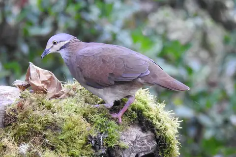 Lined Quail-Dove