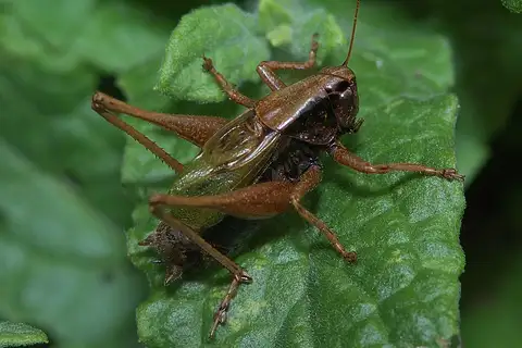 Basque Wide-winged Bush-cricket