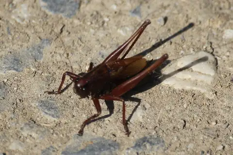 Burr's Wide-winged Bush-cricket