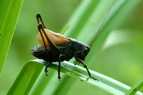 Adriatic Wide-winged Bush-cricket