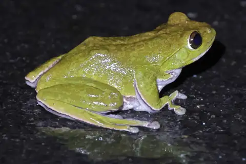 Amami Green Tree Frog