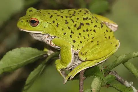 Forest Green Treefrog