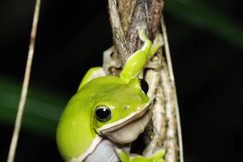 Farmland Green Flying Frog