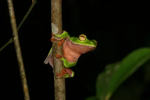 Orange-belly Tree Frog