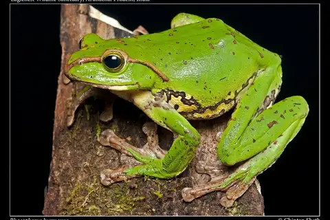 Patsarlamdam Flying Frog