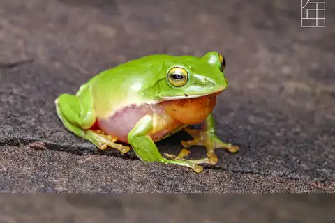 Chenfu's Treefrog