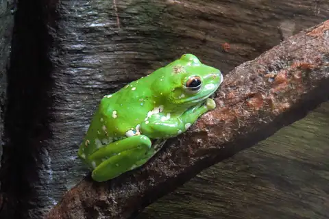 Chinese Flying Frog