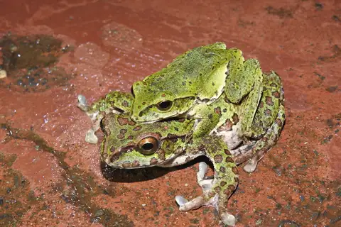 Baoxing Treefrog