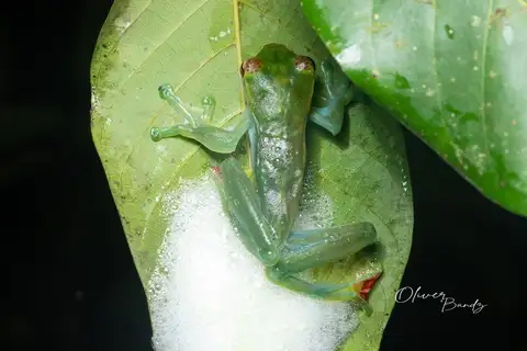 Dulit Flying Frog
