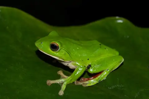 Moltrecht's Green Tree Frog