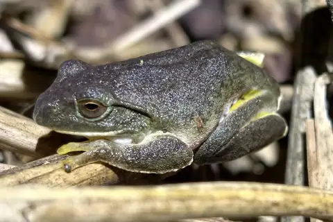 Zhangixalus nigropunctatus