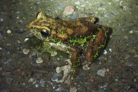 Omei Treefrog
