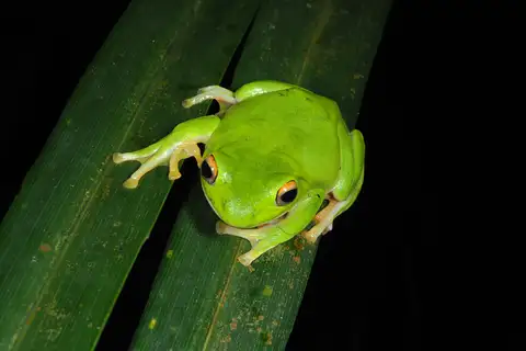 Owston's Green Tree Frog