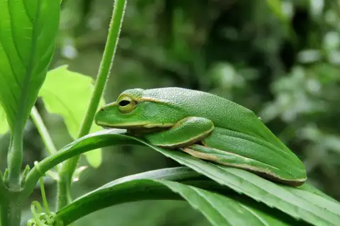 Emerald Green Tree Frog