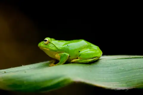 Schlegel's Green Tree Frog