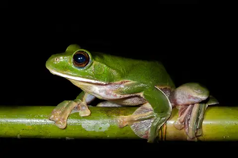 White-lipped Treefrog