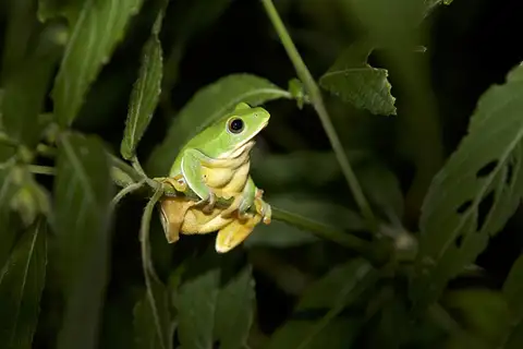 Taipei Green Tree Frog