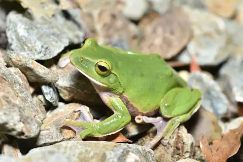 Okinawa Green Tree Frog