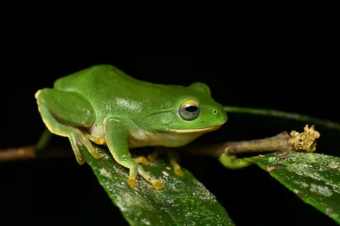 Zhangixalus zhoukaiyae
