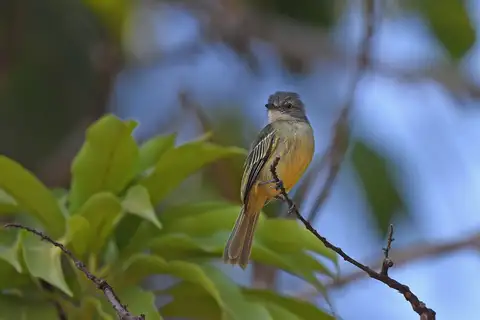 Guianan Tyrannulet