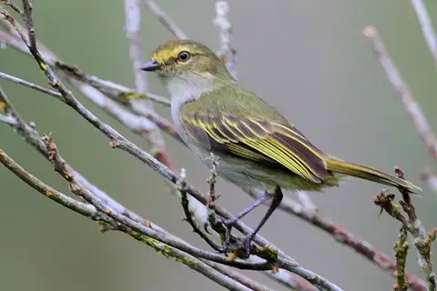 Choco Tyrannulet