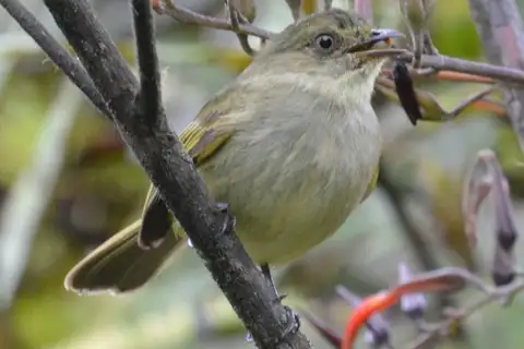 Bolivian Tyrannulet