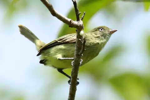 Chico's Tyrannulet