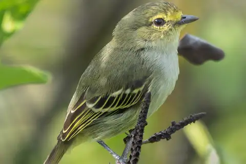 Golden-faced Tyrannulet