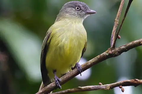 Red-billed Tyrannulet