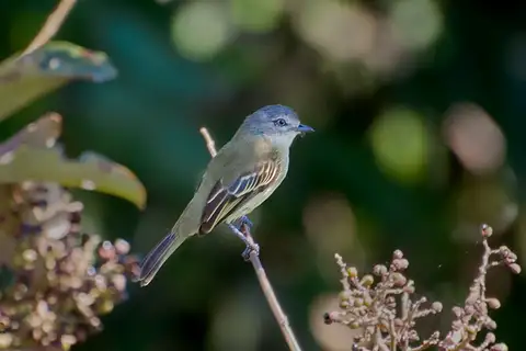 Slender-footed Tyrannulet