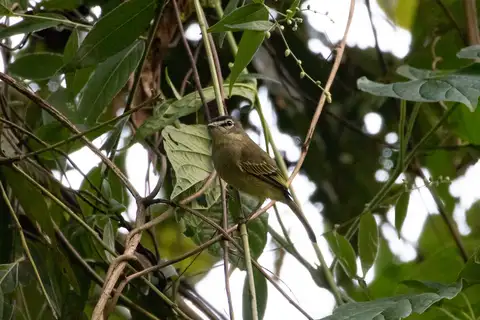 Spectacled Tyrannulet